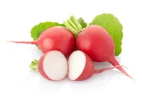 צנונית מובחרת