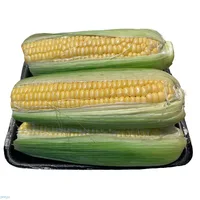 תירס קלחים מגש