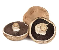 פטריות מילוי לפי קג